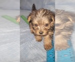 Small Photo #208 Yorkshire Terrier Puppy For Sale in AKRON, OH, USA