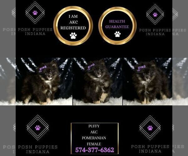 Medium Photo #2 Pomeranian Puppy For Sale in WARSAW, IN, USA