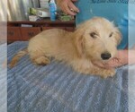 Small #4 Chiweenie-Poodle (Toy) Mix