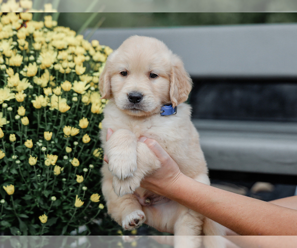 Medium Photo #4 Golden Retriever Puppy For Sale in LIBERTY, KY, USA