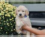 Small #3 Golden Retriever