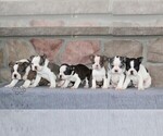 Small #1 Boston Terrier