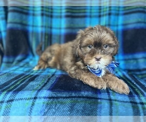 ShihPoo Puppy for sale in LAKELAND, FL, USA
