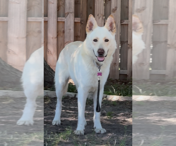 Medium Photo #4 - Mix Puppy For Sale in Hoffman Estates, IL, USA