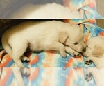 Small Photo #29 Golden Retriever Puppy For Sale in IDAHO SPRINGS, CO, USA
