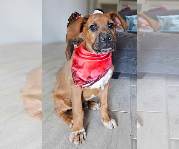 Medium Photo #3 Boxer-Unknown Mix Puppy For Sale in Vail, AZ, USA