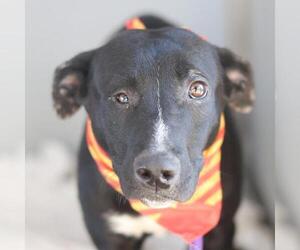 American Staffordshire Terrier-Unknown Mix Dogs for adoption in San Antonio, TX, USA