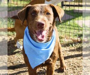 Mutt Dogs for adoption in San Antonio, TX, USA