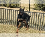 Puppy Nike AKC Doberman Pinscher