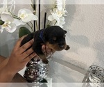 Small Photo #13 Rottweiler Puppy For Sale in FORT WORTH, TX, USA
