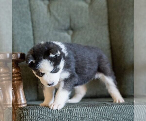 Medium Photo #6 Siberian Husky Puppy For Sale in KINZERS, PA, USA