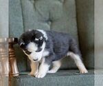Small #5 Siberian Husky