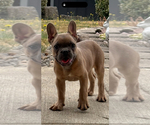 Small #1 French Bulldog