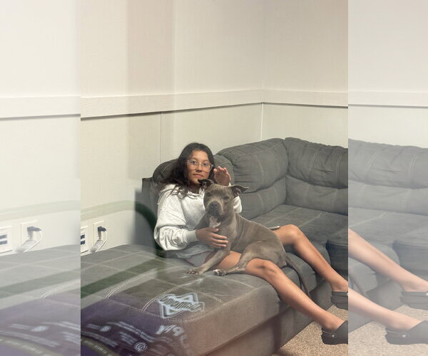 Medium Photo #5 Mutt Puppy For Sale in Sanford, FL, USA