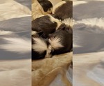 Small Photo #10 Shih Tzu Puppy For Sale in FORT MORGAN, CO, USA