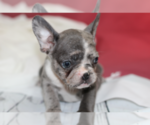 Small Photo #2 French Bulldog Puppy For Sale in ALTA, UT, USA