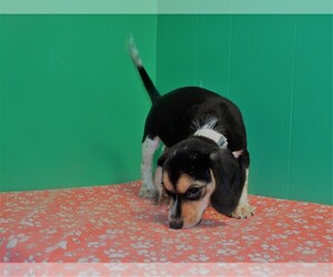 Beagle Puppy for sale in PATERSON, NJ, USA