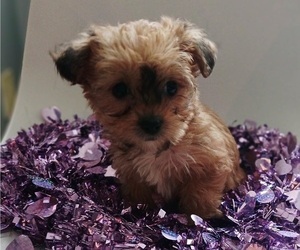 Yorkipoo Puppy for sale in BURLINGTON, MA, USA