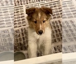 Small Photo #4 Shetland Sheepdog Puppy For Sale in FORT MORGAN, CO, USA