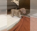 Small #5 American Bully