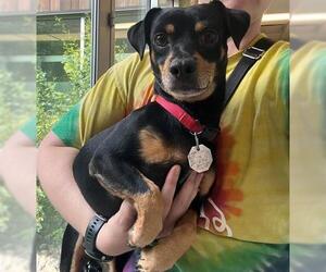 Chipin Dogs for adoption in Fort Collins, CO, USA