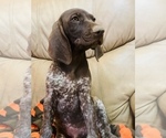 Small Photo #30 German Shorthaired Pointer Puppy For Sale in GRAND ISLAND, NE, USA