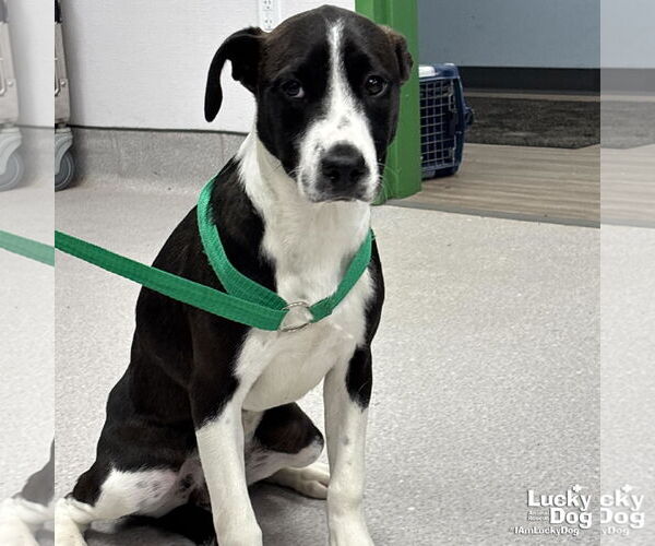 Medium Photo #5 Labrador Retriever-Unknown Mix Puppy For Sale in Washington, DC, USA