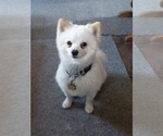 Small Photo #1 Pomsky Puppy For Sale in JANESVILLE, IA, USA