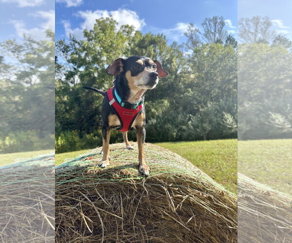 Medium Photo #2 Miniature Pinscher-Unknown Mix Puppy For Sale in Forest, VA, USA