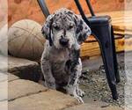 Puppy Puppy 1 Great Dane