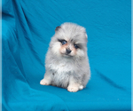 Small Photo #11 Pomeranian Puppy For Sale in PALM BCH GDNS, FL, USA