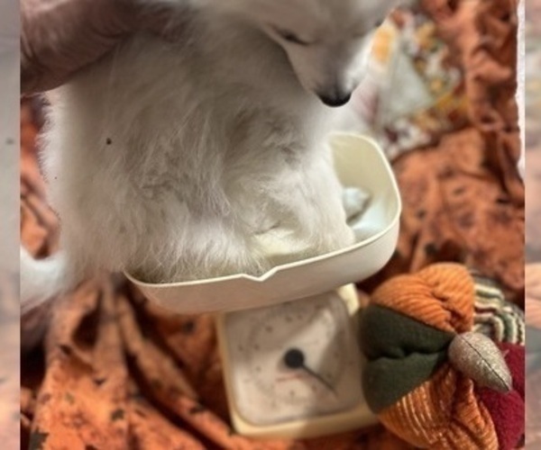 Medium Photo #33 Pomsky Puppy For Sale in GOLDEN VALLEY, AZ, USA