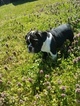 Small Photo #4 English Bulldog Puppy For Sale in CASTALIA, NC, USA