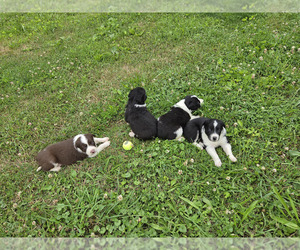 Border Collie Puppy for sale in INDEPENDENCE, WV, USA