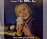 Small Photo #46 Dogo Argentino Puppy For Sale in PINEVILLE, MO, USA