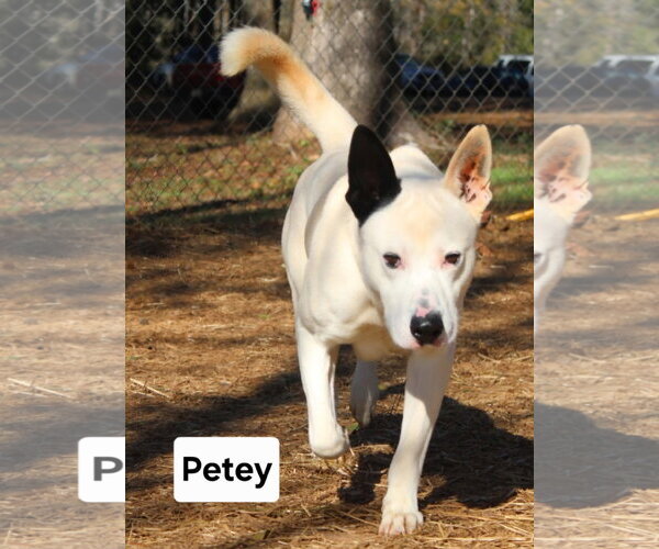 Medium Photo #4 Mutt Puppy For Sale in Rockaway, NJ, USA