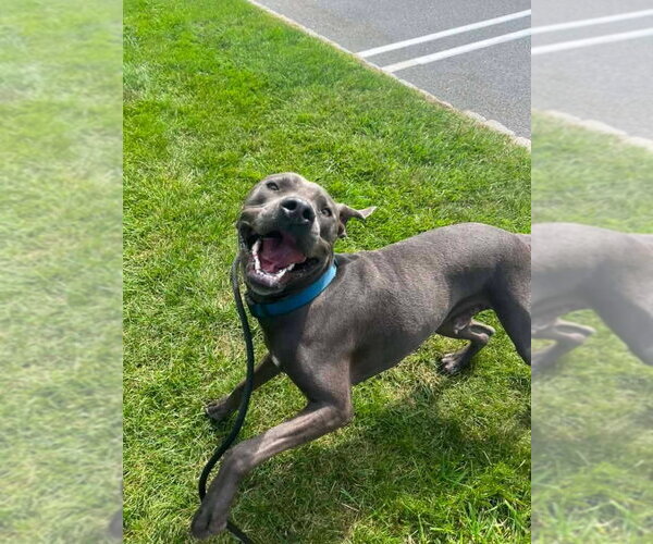 Medium Photo #2 Great Dane-Weimaraner Mix Puppy For Sale in Rockaway, NJ, USA