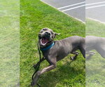 Small #1 Great Dane-Weimaraner Mix