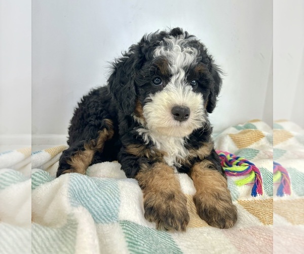 Medium Photo #2 Miniature Bernedoodle Puppy For Sale in FRANKLIN, IN, USA