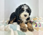 Small #1 Miniature Bernedoodle
