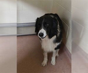 Border Collie Dogs for adoption in Ogden, UT, USA