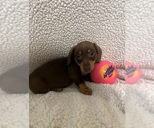 Dachshund Puppy for Sale in CONVOY, Ohio USA