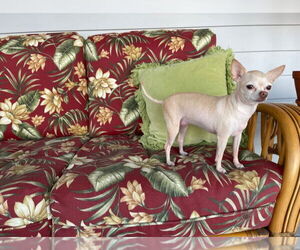 Chihuahua Dogs for adoption in Lexington Park, MD, USA