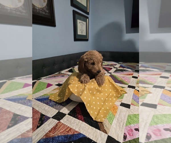 Medium Photo #4 Goldendoodle (Miniature) Puppy For Sale in FORT WORTH, TX, USA