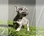 Small Photo #5 French Bulldog Puppy For Sale in LOMA MAR, CA, USA