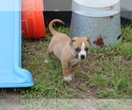 Small Photo #11 American Pit Bull Terrier Puppy For Sale in NAPLES, FL, USA