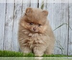 Small #16 Pomeranian