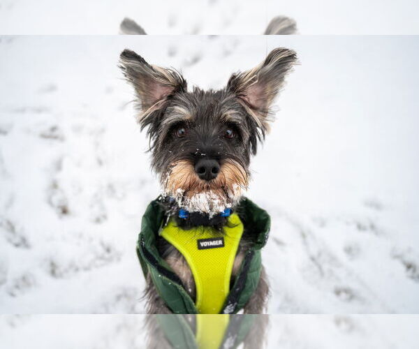 Medium Photo #3 Miniature Schnauzer-Unknown Mix Puppy For Sale in Mundelein, IL, USA