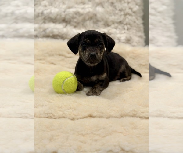 Medium Photo #1 Cocker Spaniel-Unknown Mix Puppy For Sale in SHERBURNE, NY, USA