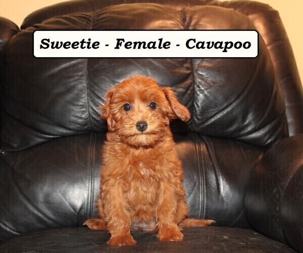 Medium Photo #6 Cavapoo (Miniature) Puppy For Sale in CLARKRANGE, TN, USA